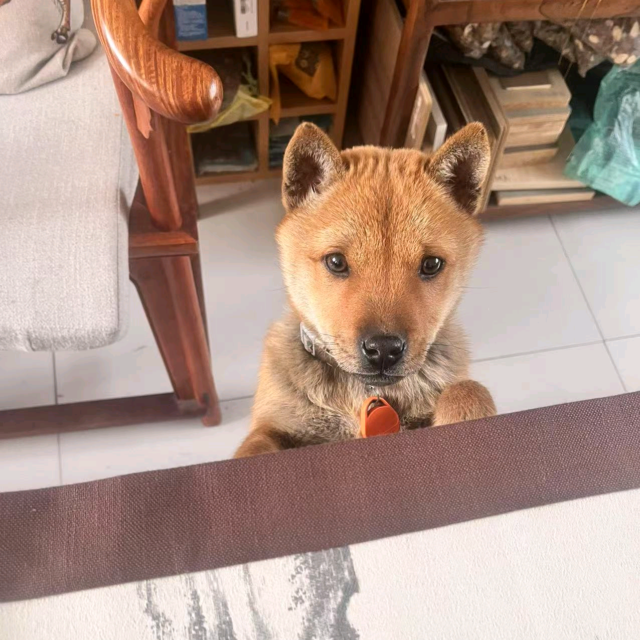 爱犬喂养救助交流群 群聊头像