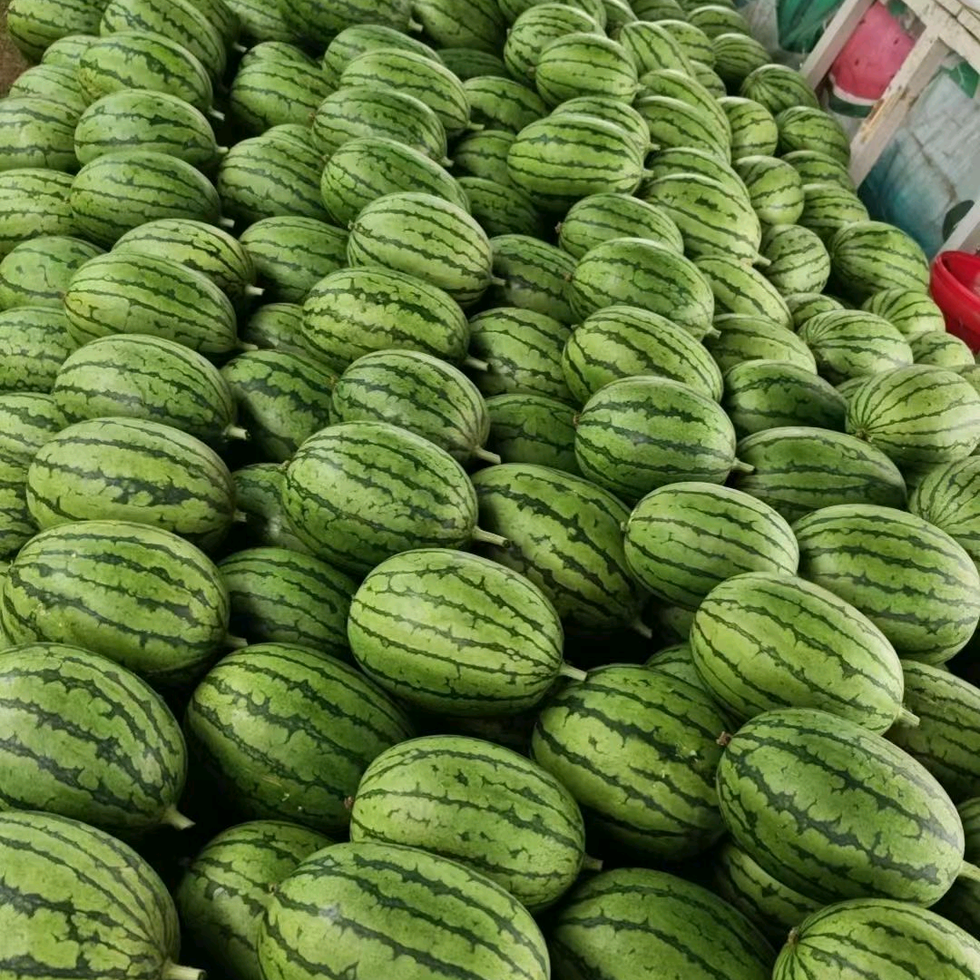 小月农业种植 群聊头像