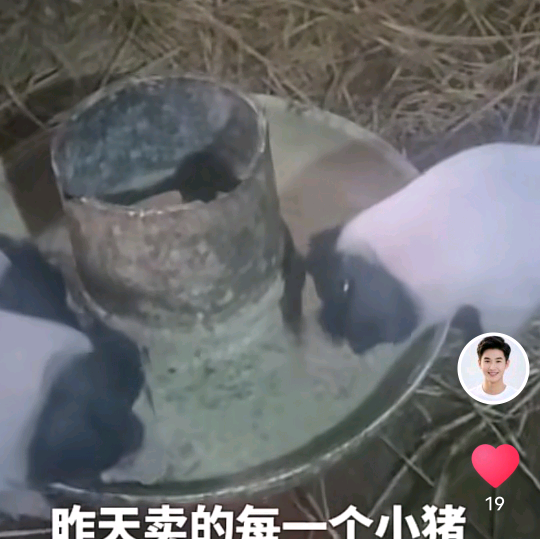 养猪交流 群聊头像