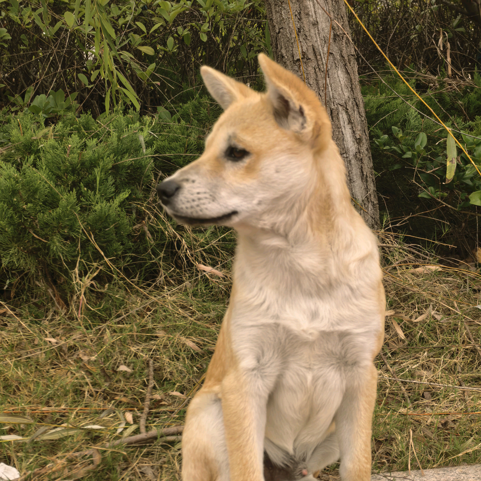 田园犬发烧友 群聊头像