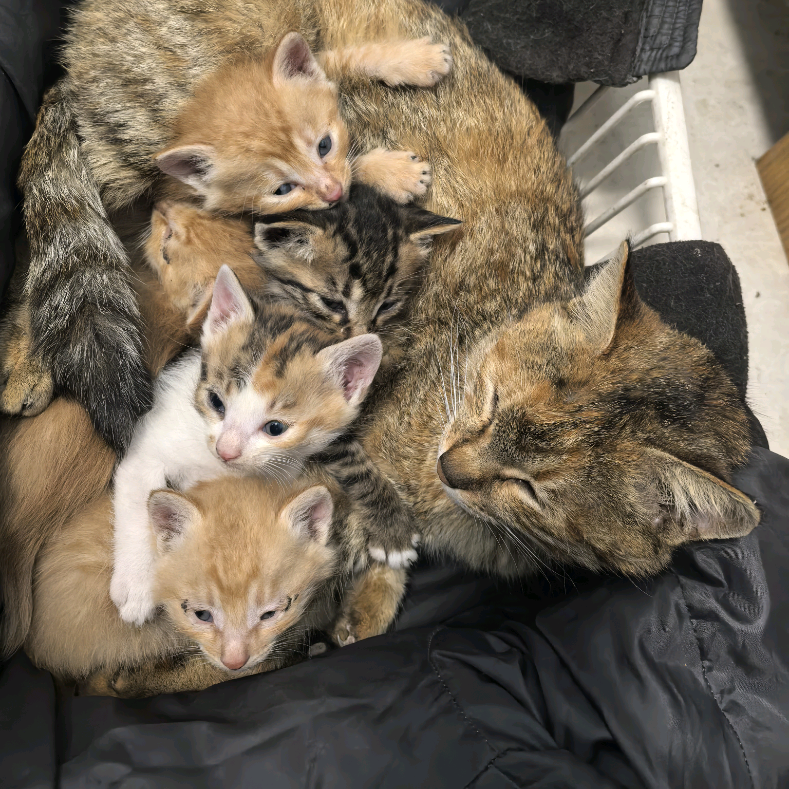 宠粮猫砂厂的肖瑶的群聊 群聊头像