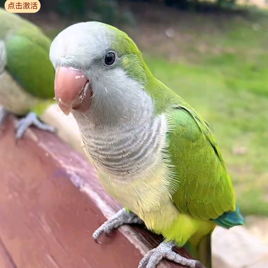 小顺养鸟记礼遇饲养交流群 群聊头像