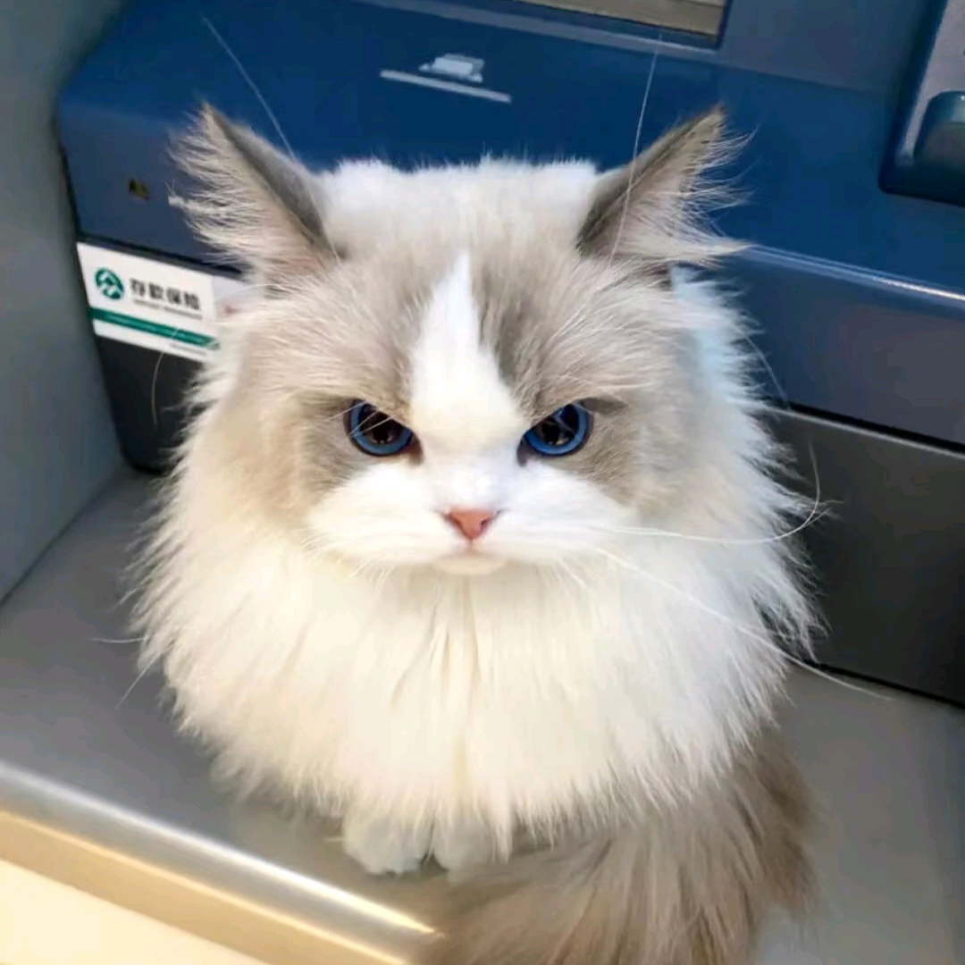 猫猫窝^⌯◡⌯^ ੭ 群聊头像