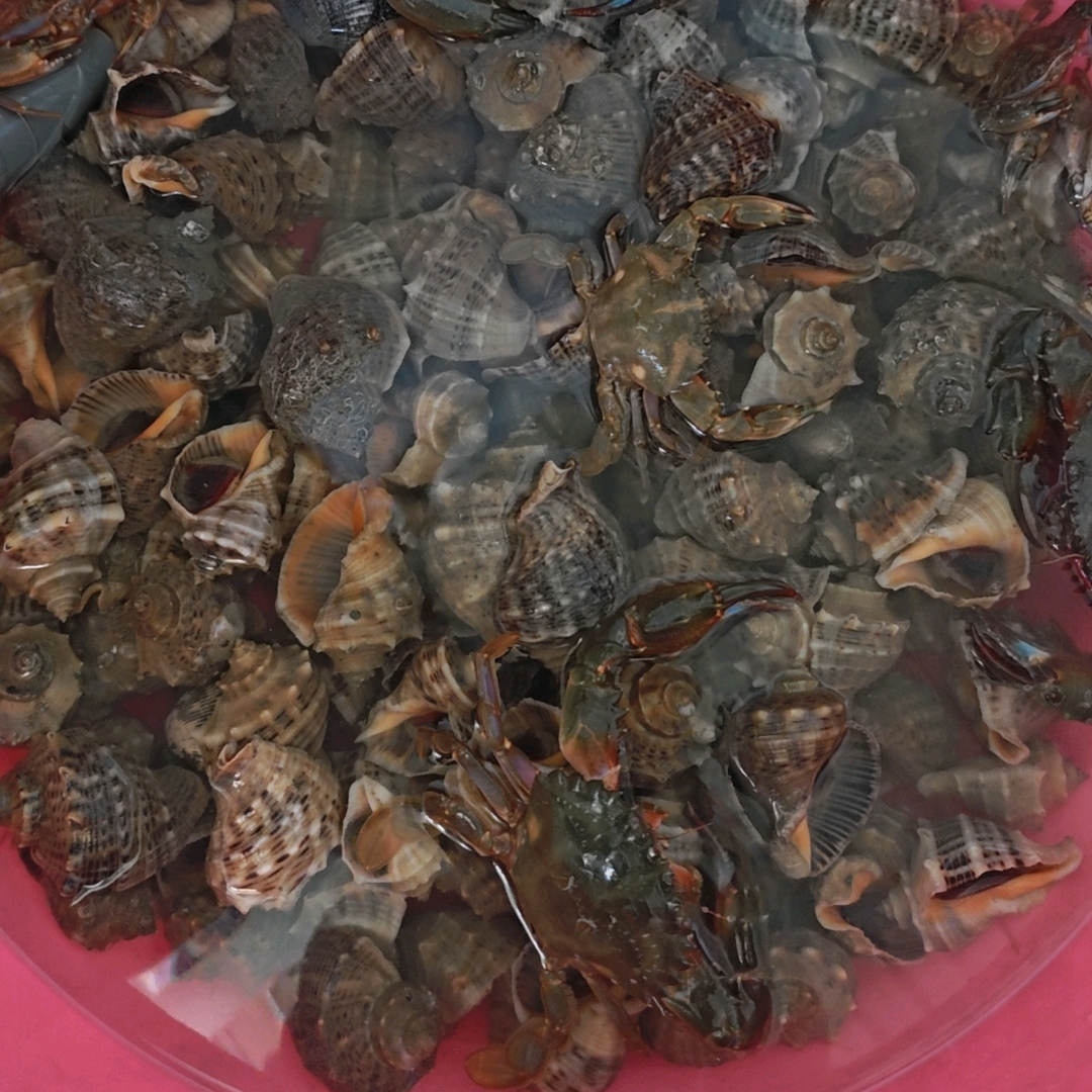 赶海 群聊头像