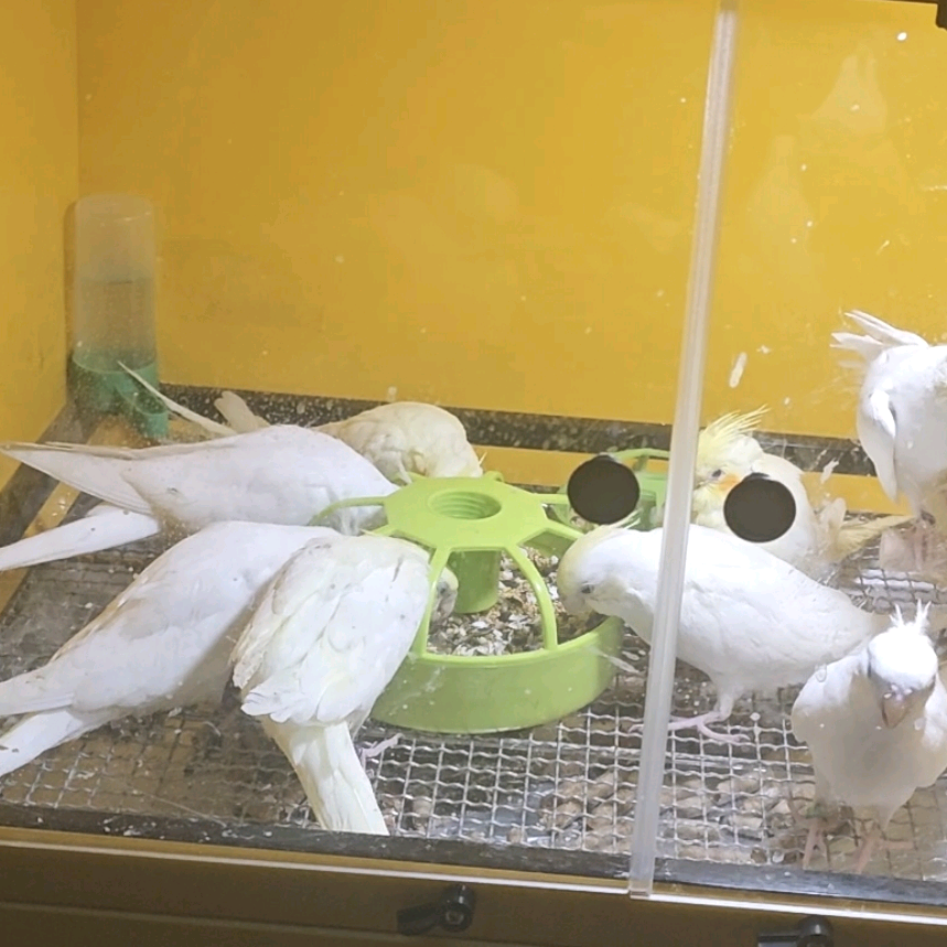 玄凤鹦鹉交流群4 群聊头像