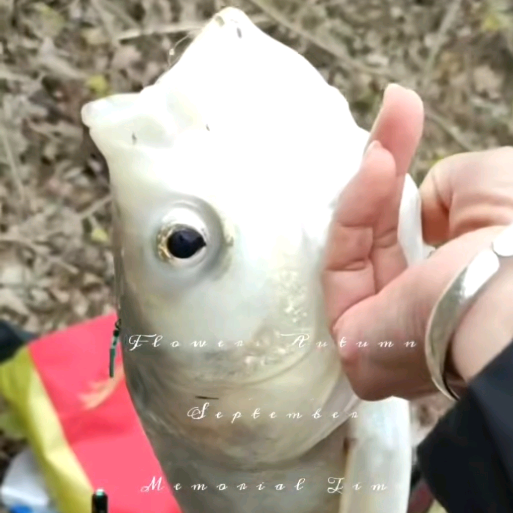 爱钓鱼，钓友群 群聊头像