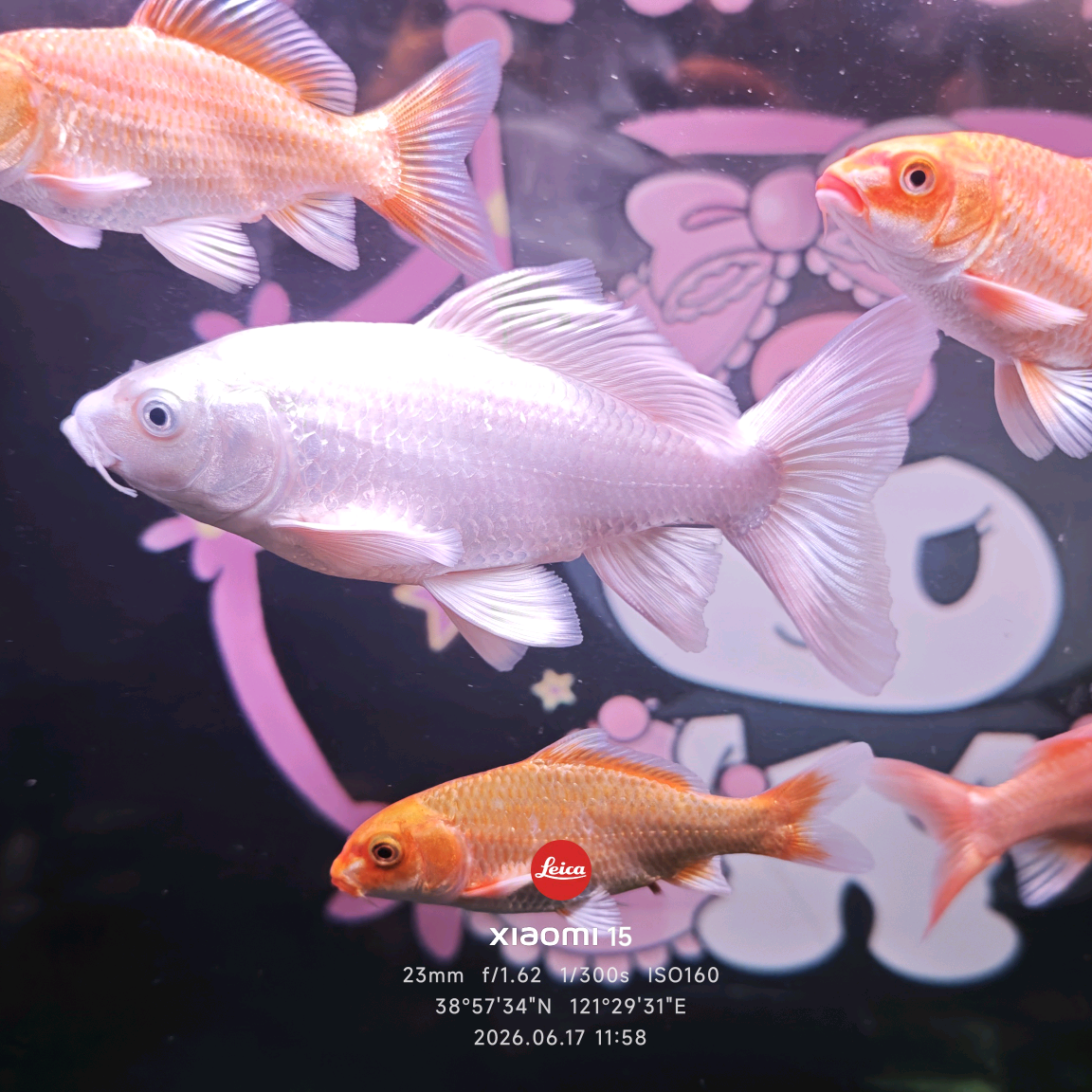 旺仔蝴蝶鲤 群聊头像