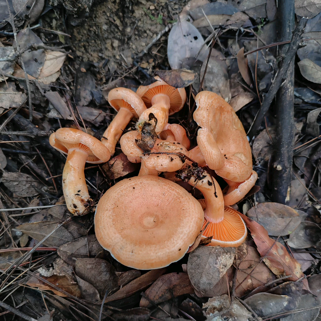 岳西  捡野生菌小分队 群聊头像
