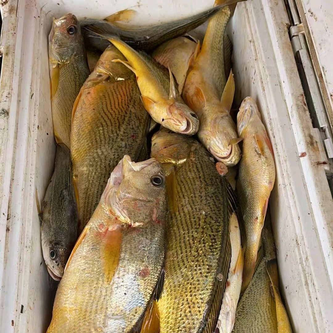 科海钓 群聊头像