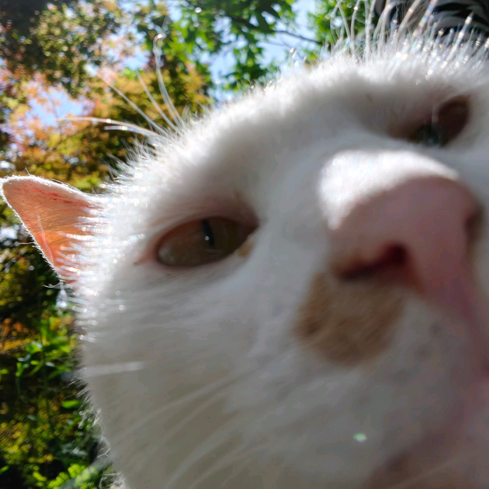 =^猫咪领养中心^= 群聊头像