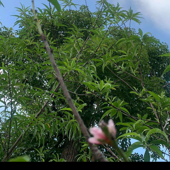 整合资源 群聊头像