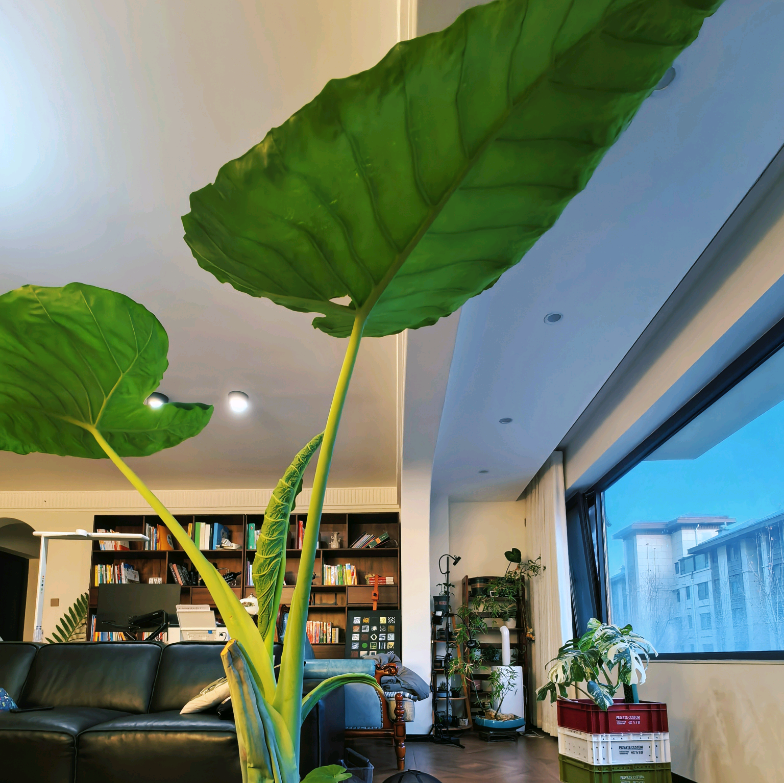 植物养护交流群 群聊头像