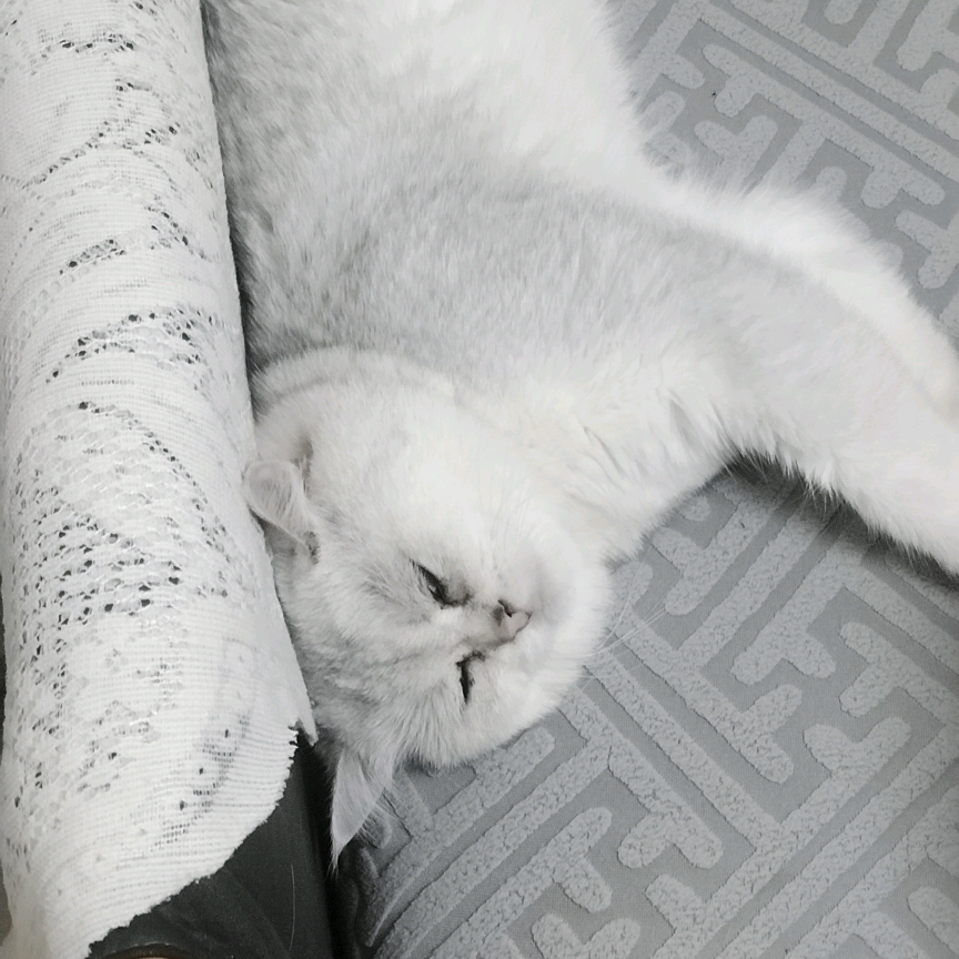 可爱小猫咪🐱 群聊头像