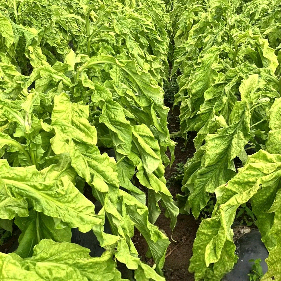 烤烟种植技术交流群 群聊头像
