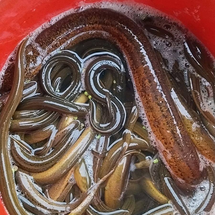 户外逮鱼摸虾(1群) 群聊头像