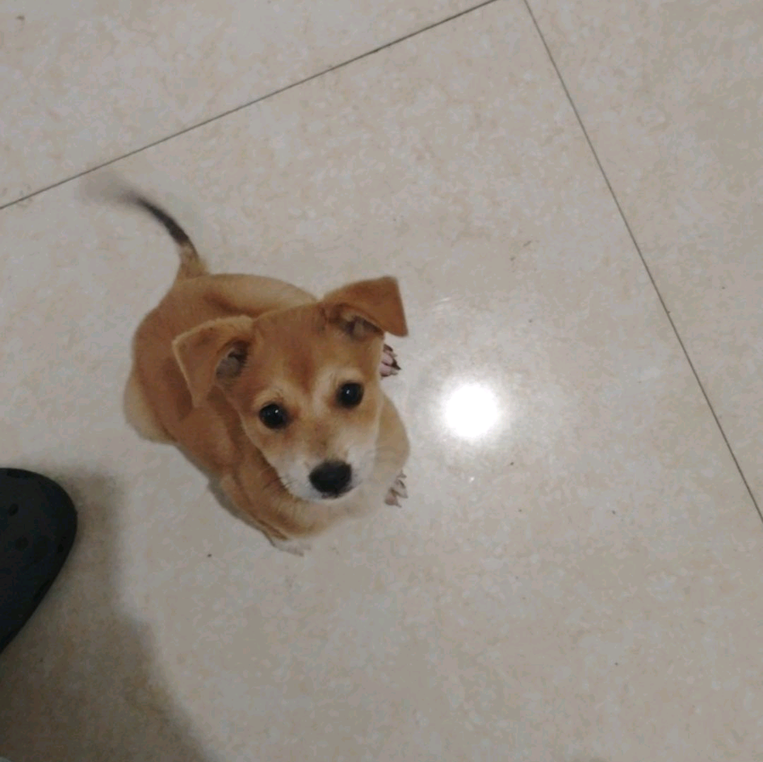 小狗救助 群聊头像