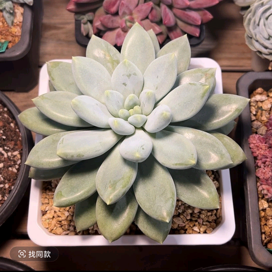 一群养多肉的话痨 群聊头像