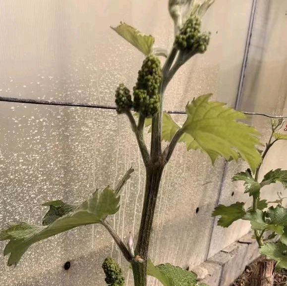 家庭种植葡萄新品管够 群聊头像