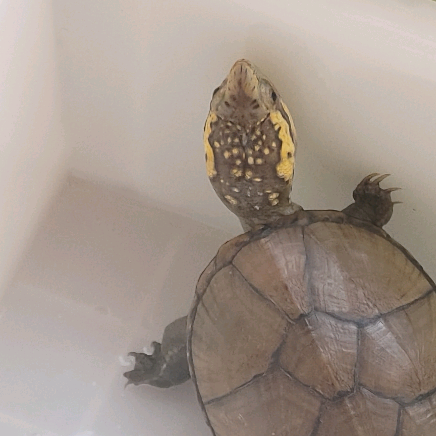 老耿骑龟🐢 群聊头像