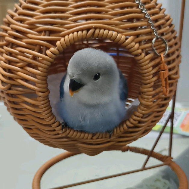手养鹦鹉交流群🦜 群聊头像