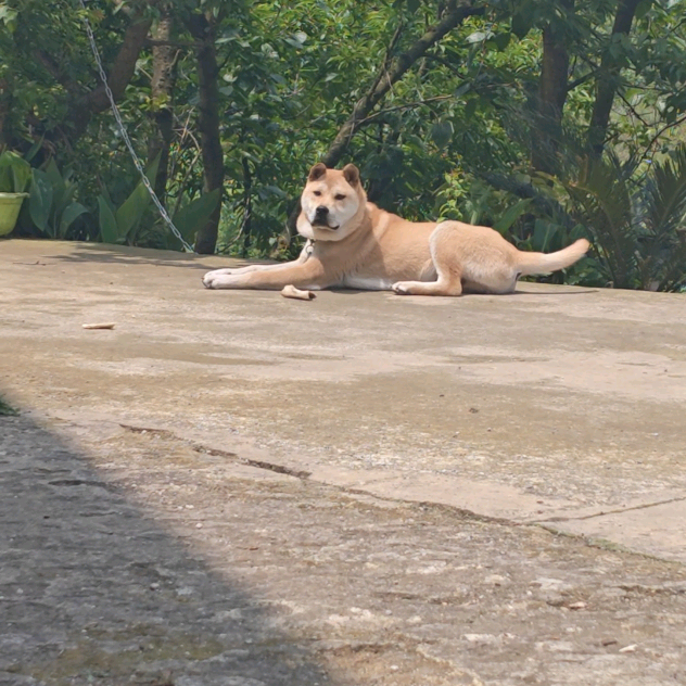 中华田园犬聊天群 群聊头像
