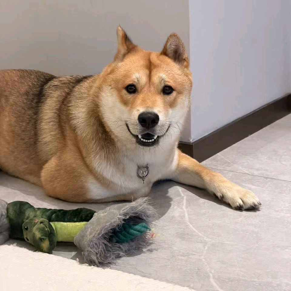江浙沪田园犬找对象 群聊头像