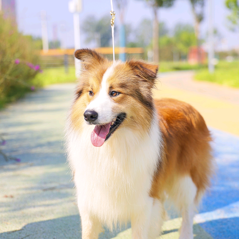 灵犀爱犬舍 群聊头像