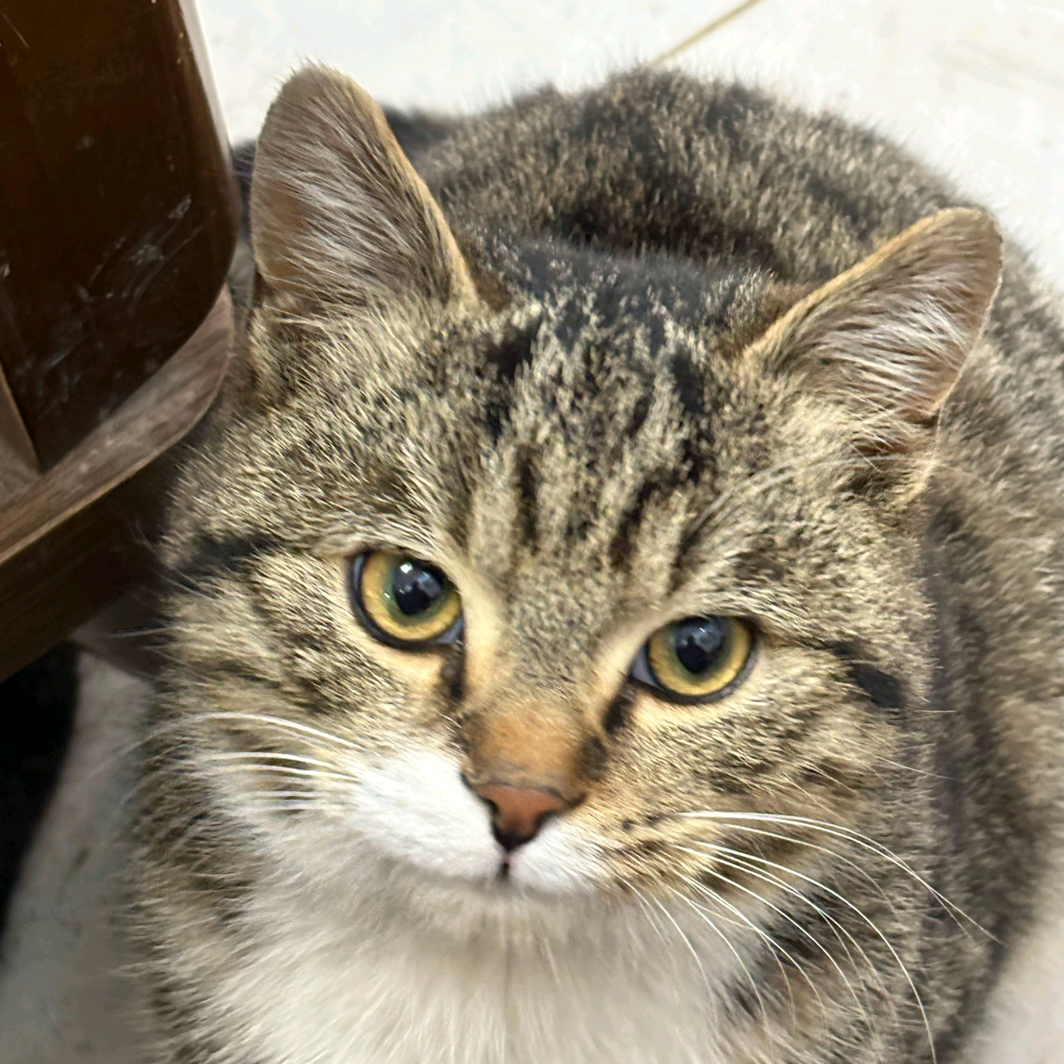 猫猫日常 群聊头像