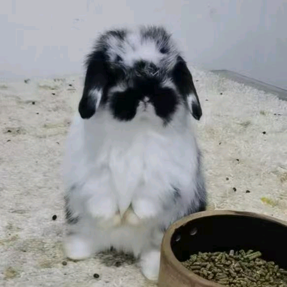 宠物兔饲养交流 群聊头像