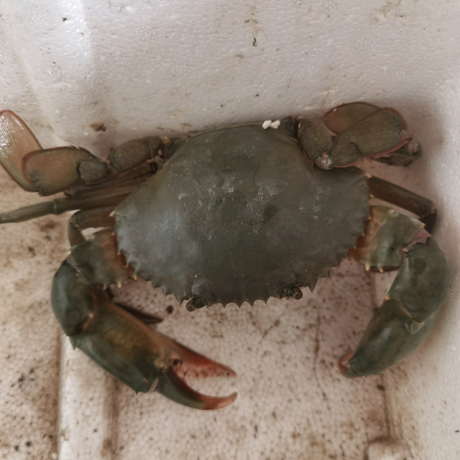 赶海群 群聊头像