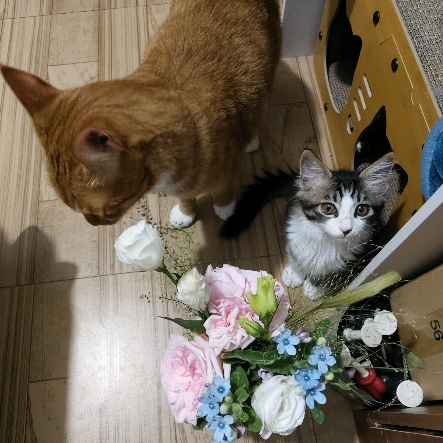萌宠日常交流 群聊头像