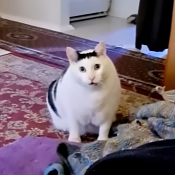 猫猫足球队 群聊头像