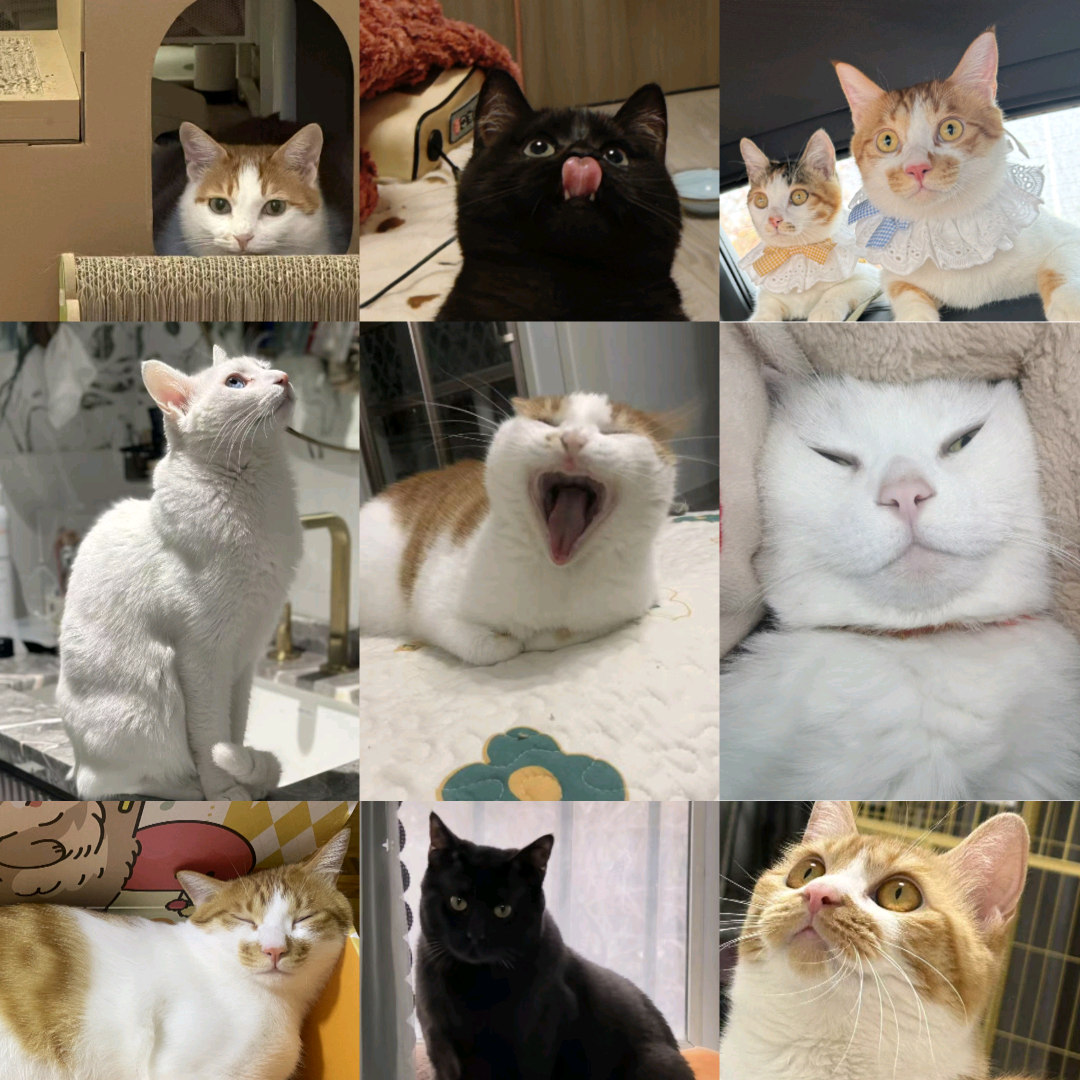 阜阳猫咪领养群 群聊头像