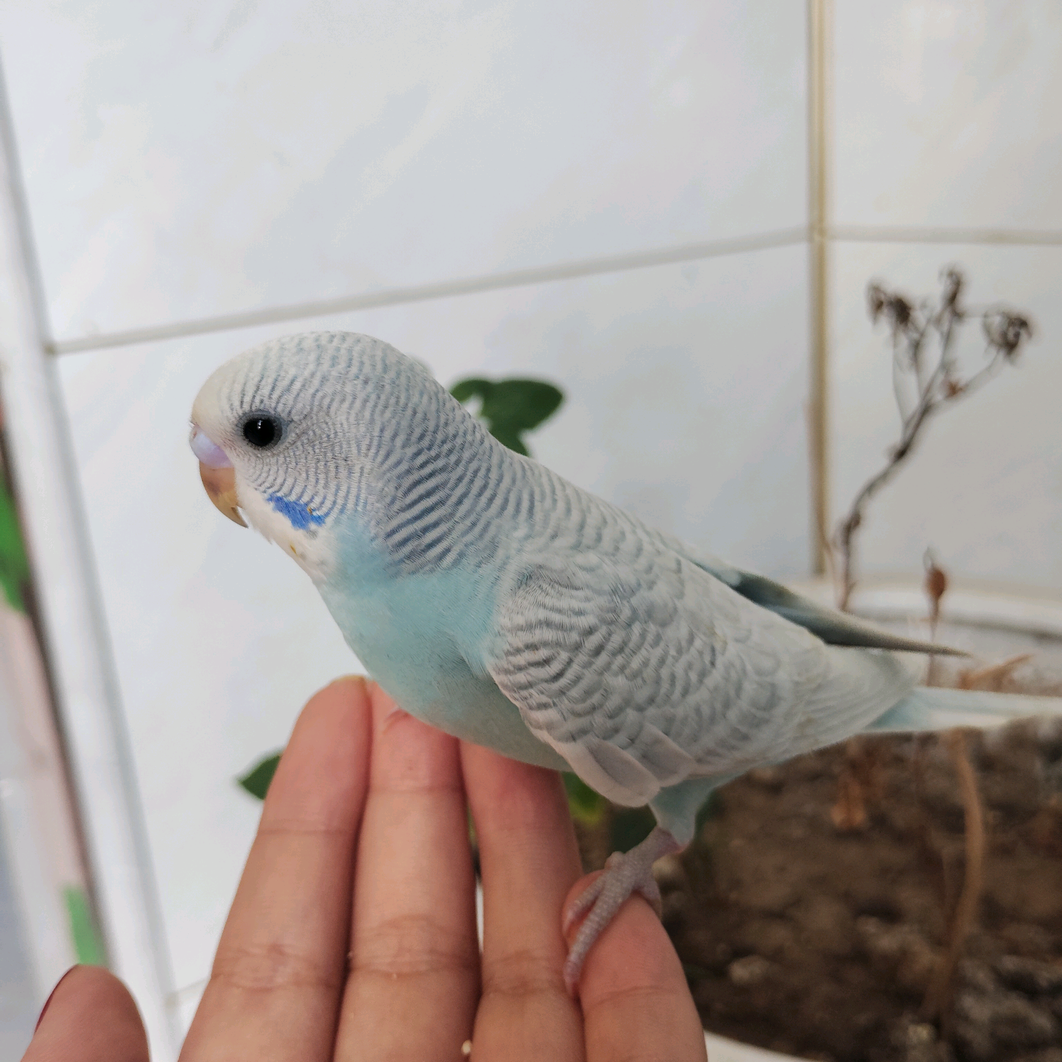 新手养鸟交流群 群聊头像