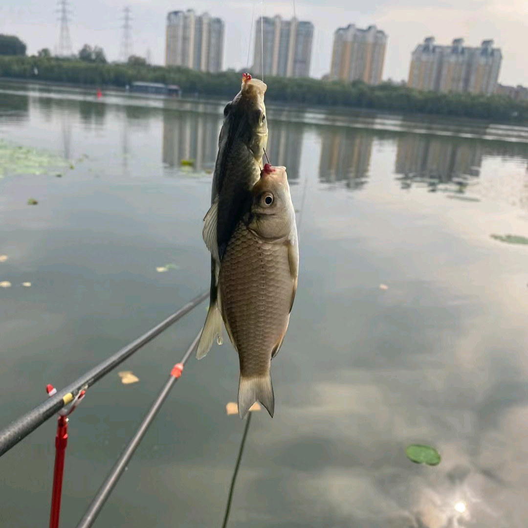 互关互助 群聊头像