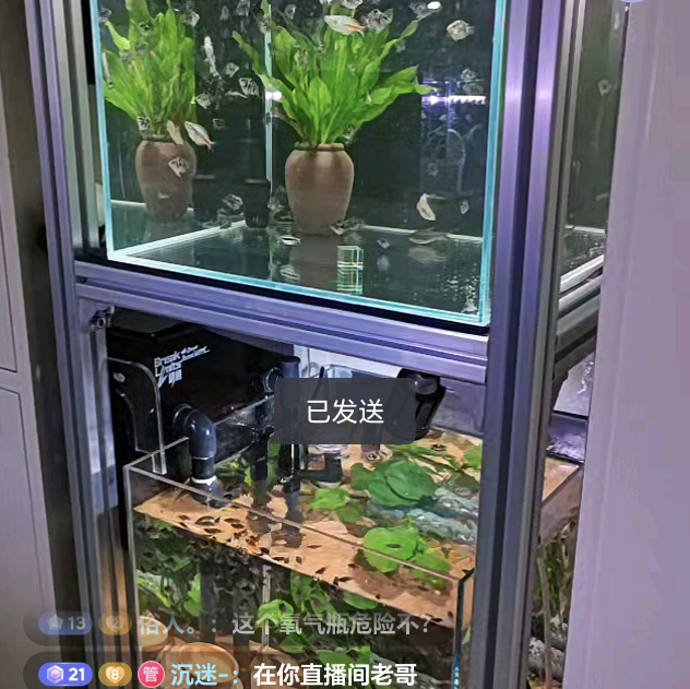 老吴养鱼🐟养繁殖经验分享群 群聊头像