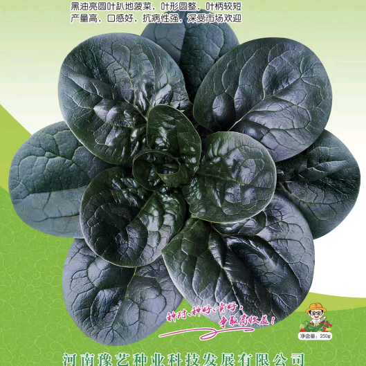 菠菜种植回收交流群 群聊头像