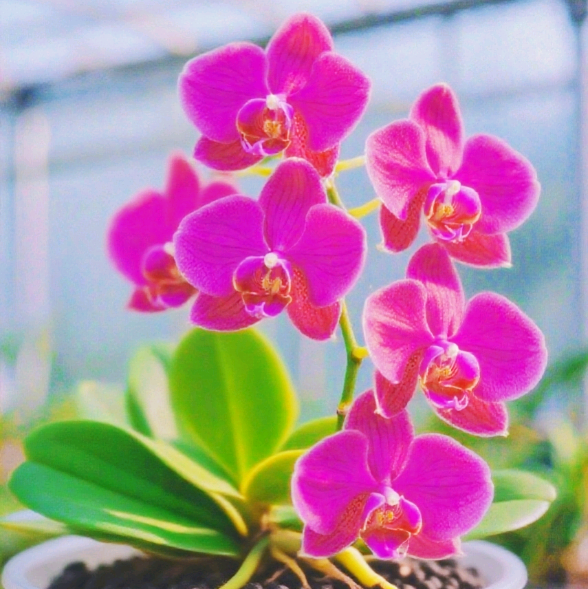 柒柒花友6群 群聊头像