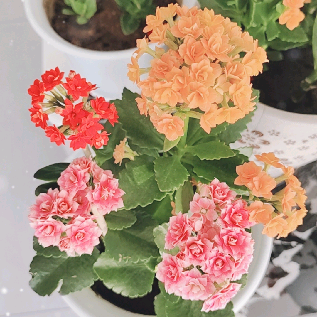 花友交流互动群 群聊头像