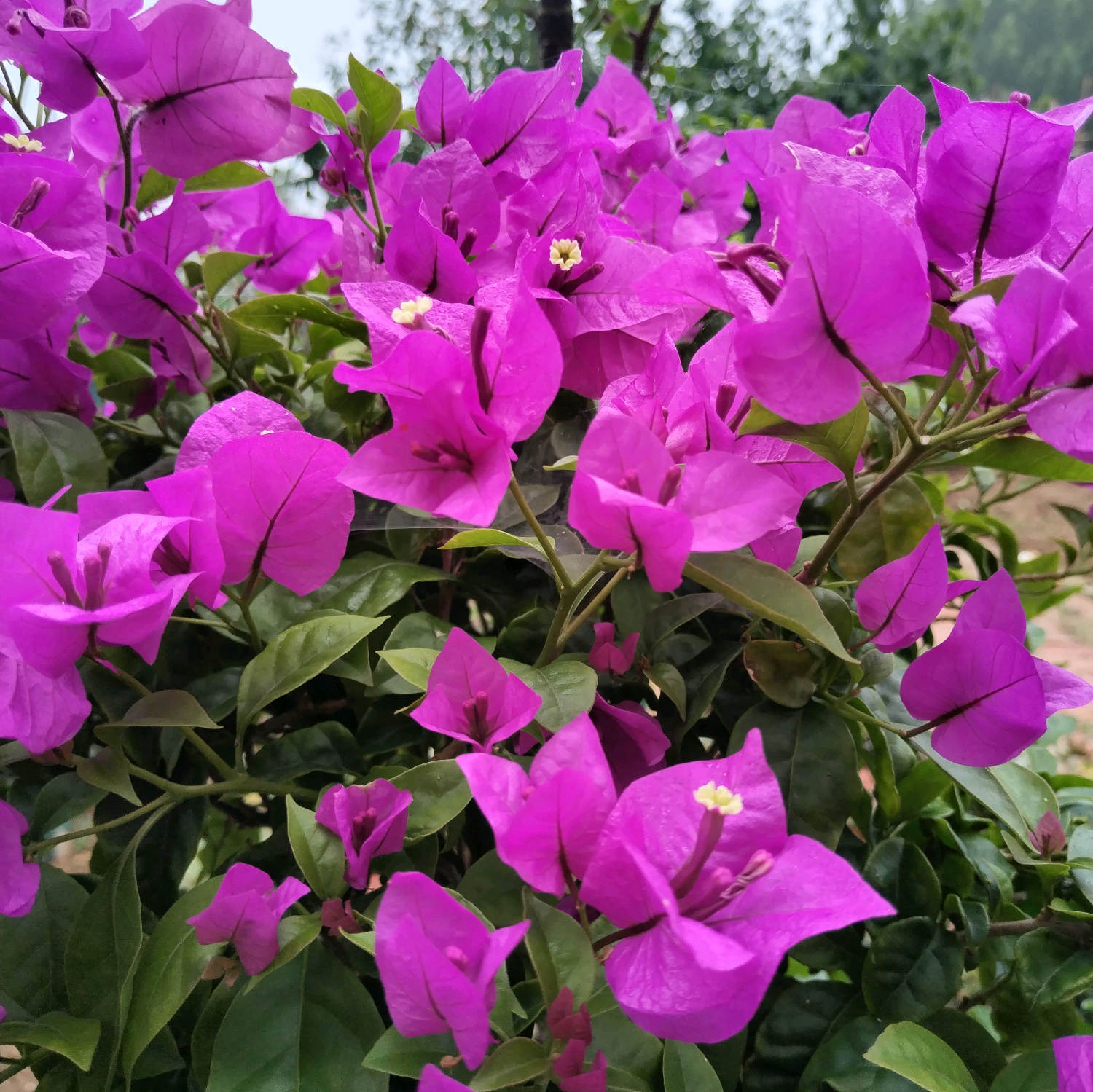 花草风景摄影俱乐部 群聊头像