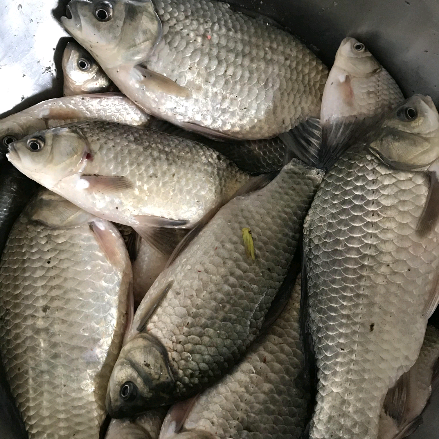 野钓江湖 群聊头像