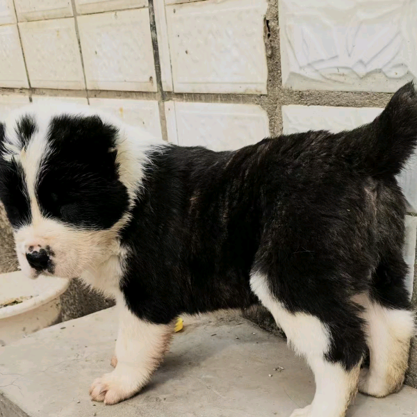 爱犬的奇迹出现 群聊头像