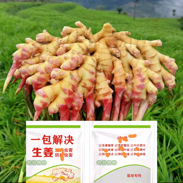 生姜种植技术探讨 群聊头像