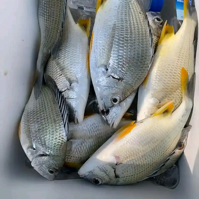 海钓交流 群聊头像