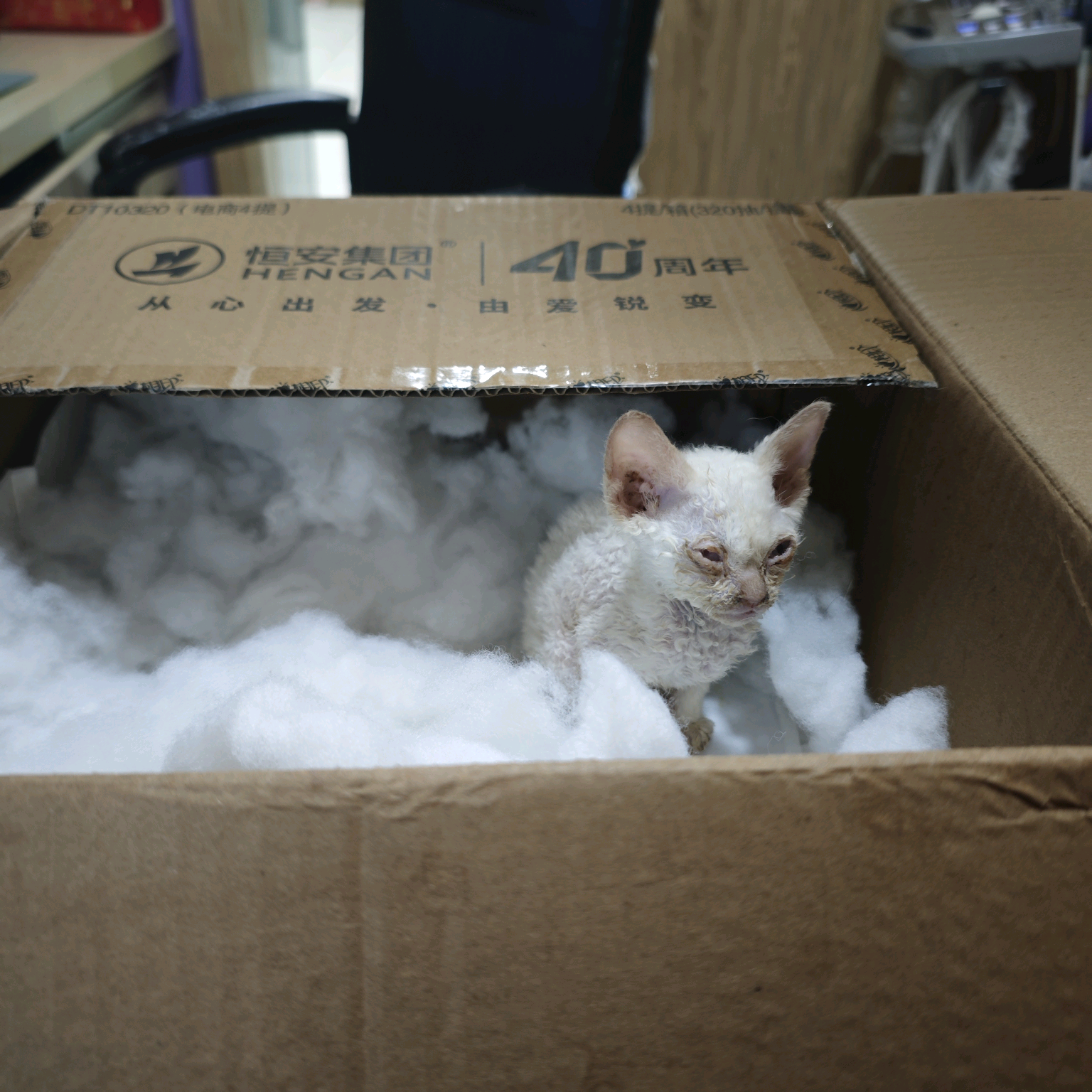 小猫救助 群聊头像