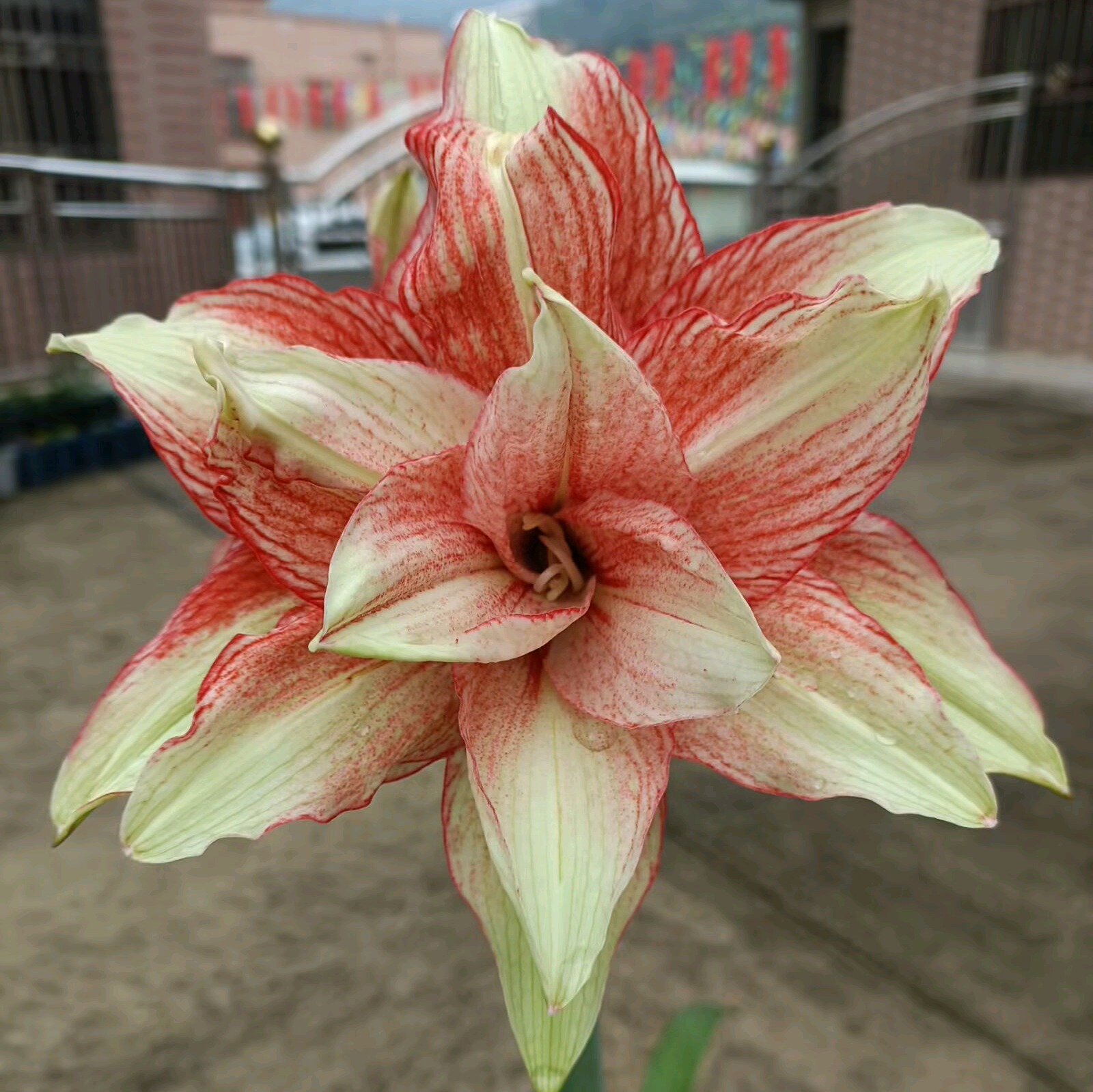 约长寿花枝条 群聊头像