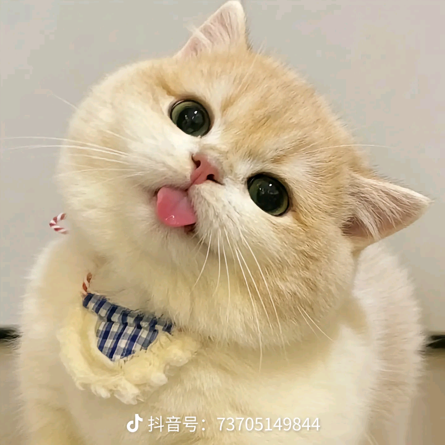 蔚县免费领养猫咪送养猫咪 群聊头像
