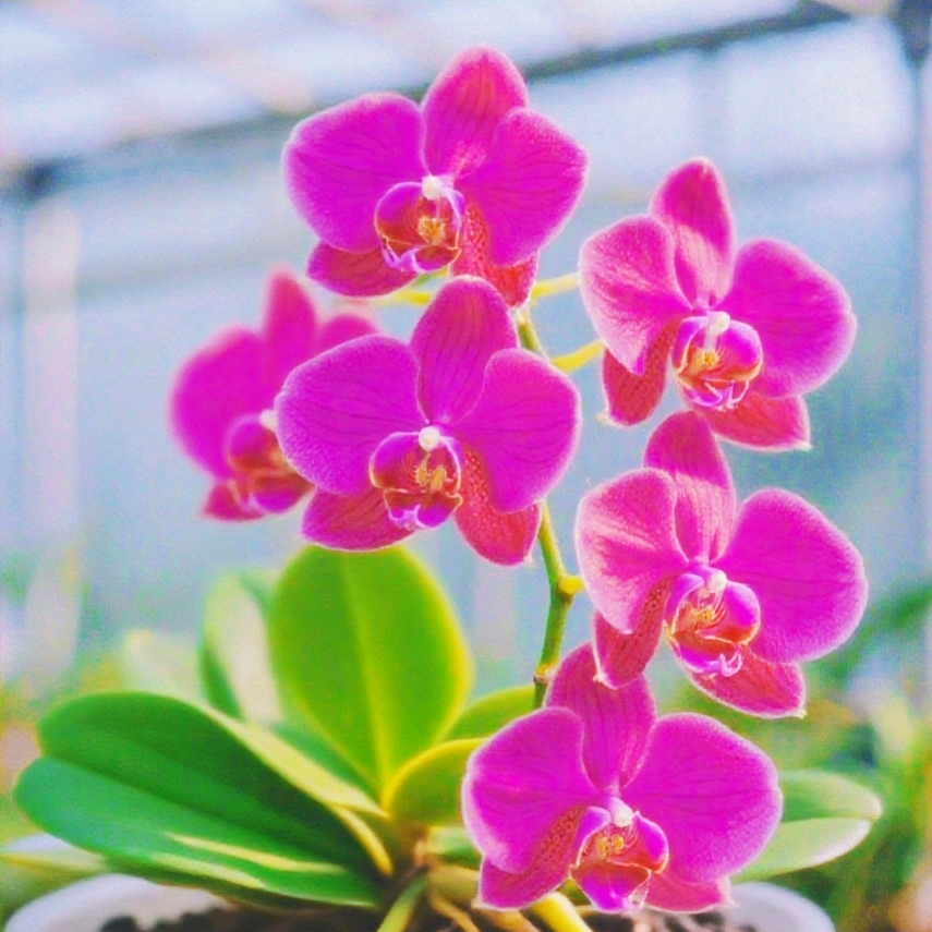 柒柒花友5群 群聊头像