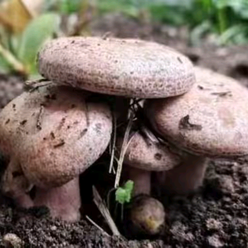 爱捡蘑菇的龙哥捡菌群(一) 群聊头像