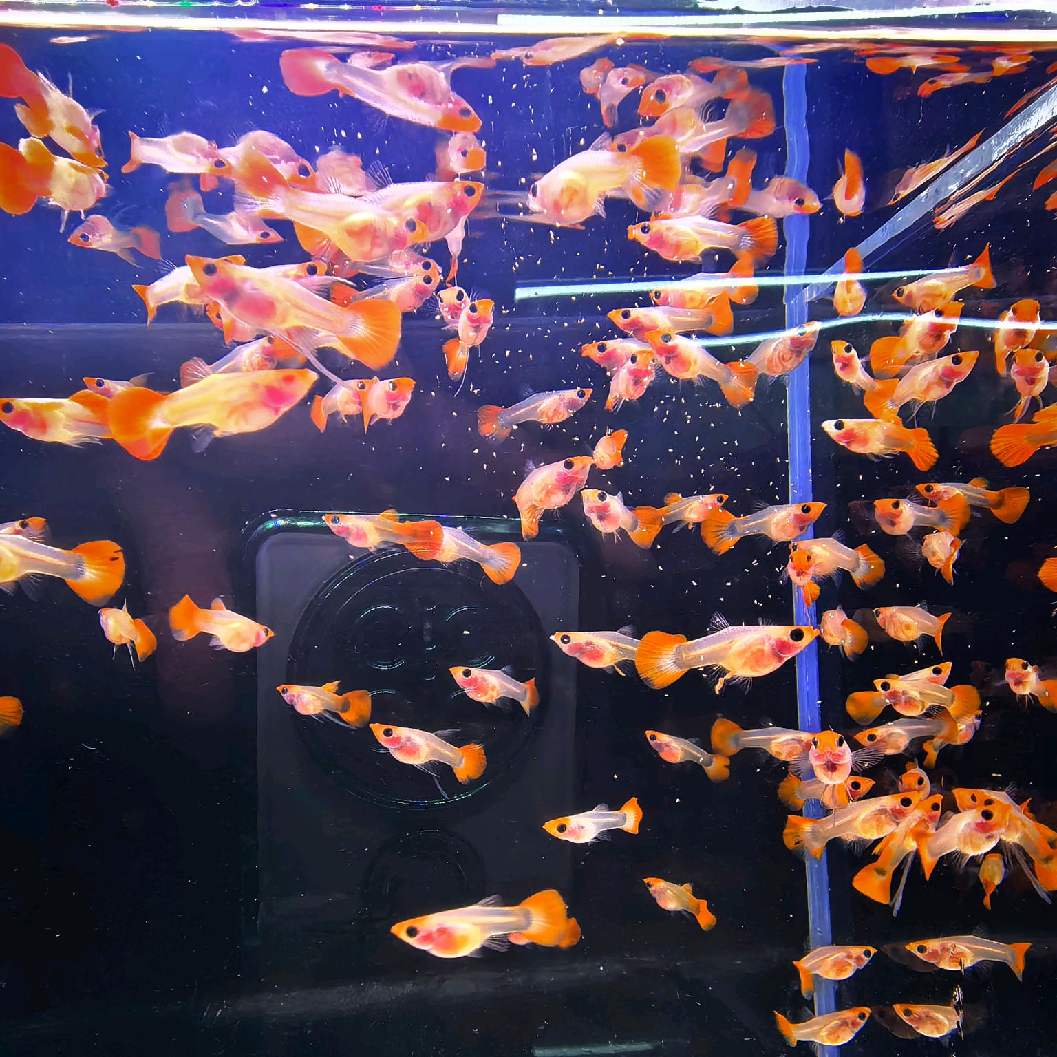 🌏观赏鱼乐圈🐟🐟🐟 群聊头像